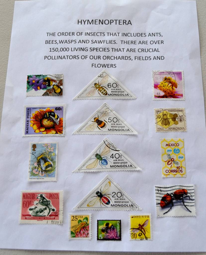 Bruce Halstead, a retired biologist, compiled this exhibit on hymenoptera for the Strait Stamp Society. Sequim Gazette photo by Matthew Nash