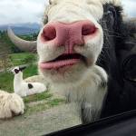 Miriam Grebe of Salinas, Calif., snapped this photo in Sequim that was selected for Readers Digests 17 Best Snapshots from Road Trips Across America, an annual reader snapshot contest, highlighted in the publications July 2019 edition. My cousin and I drove through a wildlife exhibit where you can feed the animals from your car. This yak must have been really hungry, because he stuck his whole head through the window! Grebe wrote. See www.rd.com/advice/travel/roadtrip-reader-photos for more top Road Trips snapshots. Photo courtesy of Readers Digest, Copyright © 2019, reprinted with permission of Trusted Media Brands, Inc., Copyright © 2019