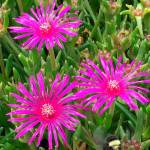 Get tips to help gardens survive arid summers