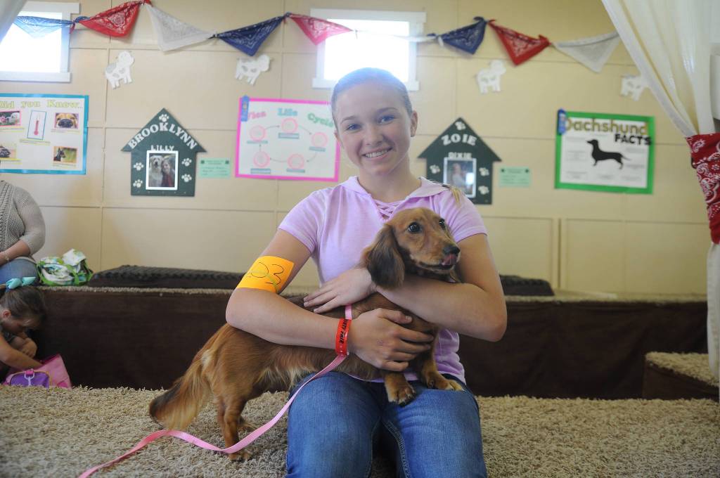 Zoie Davis, 14, of Forks, holds her dachshund Dixie at the Clallam County Fair last week. Davis is part of the Happy Tails 4-H Club. Sequim Gazette photo by Michael Dashiell