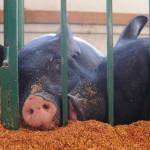 Even by the first day, some county fair attendees were simply hog-tired. Sequim Gazette photo by Michael Dashiell