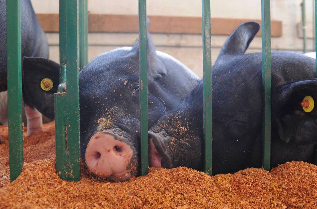 Even by the first day, some county fair attendees were simply hog-tired. Sequim Gazette photo by Michael Dashiell