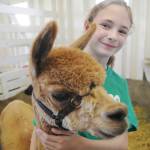 Faern Tait of Port Angeles shows off Valentina, a 10-year-old alpaca, at the Clallam County Fair last week.