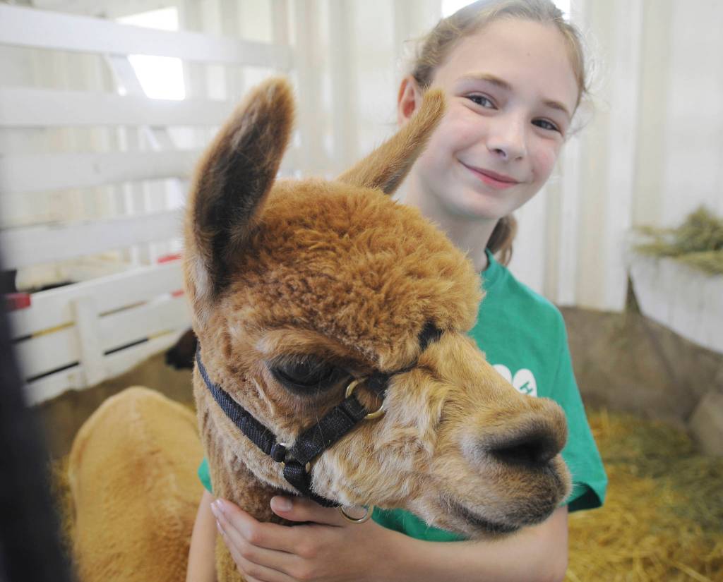 Faern Tait of Port Angeles shows off Valentina, a 10-year-old alpaca, at the Clallam County Fair last week.