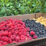 Clallam Gleaners seeking extra harvest fruits, veggies