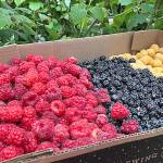 Clallam Gleaners seeking extra harvest fruits, veggies