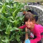 Kalea Keate works in the garden along Fir Street at the Sequim Boys & Girls Club last week. Submitted photo