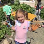 Lily Clark works in the garden along Fir Street at the Sequim Boys & Girls Club last week.