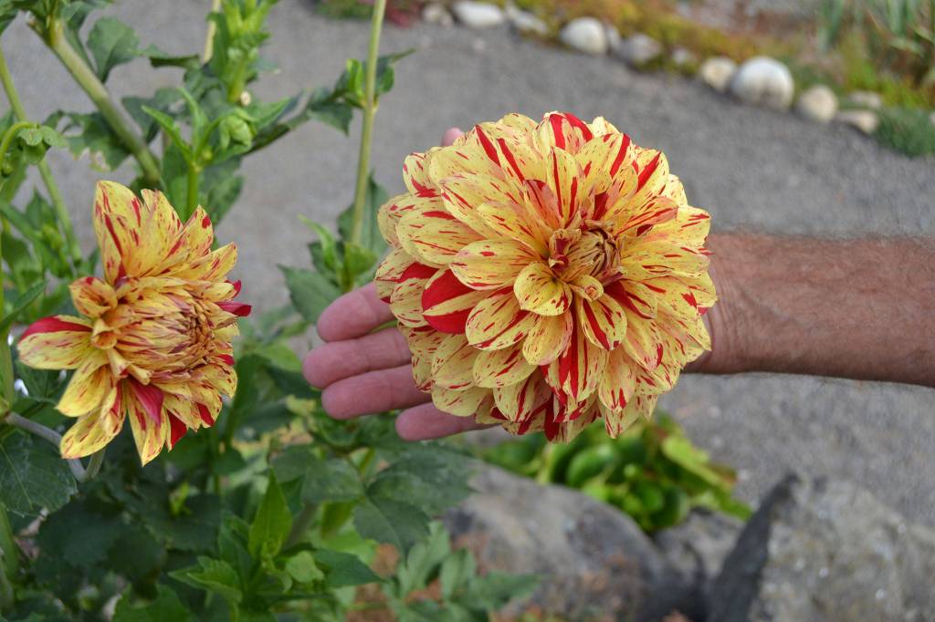 The Zookeepers Giraffe honors Lee Bowens friends Dick Pattee, the Giraffe, and his wife Heidi, the Zookeeper. Dick died last year, and Bowen decided to name the flower after him. Sequim Gazette photo by Matthew Nash