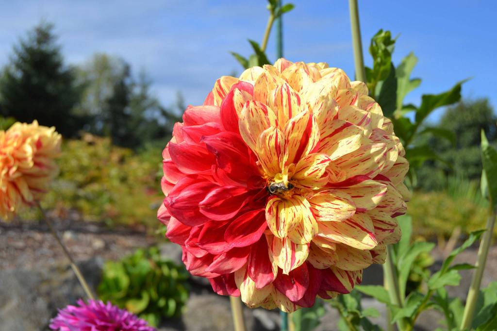 In its third year, the Zookeepers Giraffe features no scent but variegated colors of yellow and red. Sequim Gazette photo by Matthew Nash