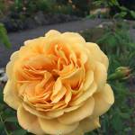 A Golden Celebration Rose, pictured at the Terrace Garden in Sequim. Photo by Renne Emiko Brock