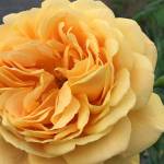 Learn how to select, plant roses at ‘Work to Learn’ party