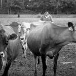 Cows are moved to a barn at Dungeness Valley Creamery during Clallam County Family Farm Day in 2017. Photo by Amy McIntyre