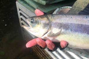 Summer chum returns strong at Jimmycomelately Creek