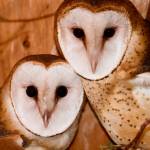 Two barn owls at Discovery Bay Wild Bird Rescue ready for release into the wild come with a barn owl box raffle this fall at Wild Birds Unlimited. Photo courtesy of Discovery Bay Wild Bird Rescue