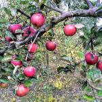 Learn about types of apples, pruning techniques and timing and orchard husbandry from Master Gardeners at the Woodcock Demonstration Garden on Oct. 3. Photo courtesy of WSU Clallam County Extension Master Gardeners