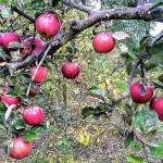 Apples galore at Woodcock Garden walk