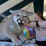 Haylee Noel, 10, a Greywolf fifth grader, pets a cougar inside the Department of Fish and Wildlife booth during the Dungeness River Festival. Haylee said it was the first time she touched a cougar. Sequim Gazette photo by Matthew Nash
