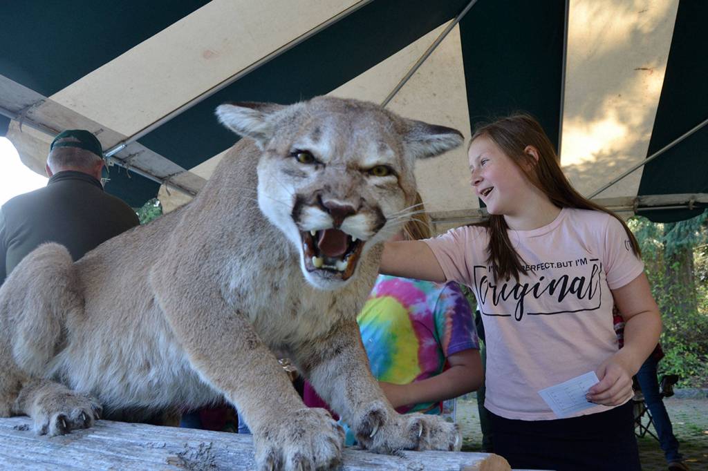 Haylee Noel, 10, a Greywolf fifth grader, pets a cougar inside the Department of Fish and Wildlife booth during the Dungeness River Festival. Haylee said it was the first time she touched a cougar. Sequim Gazette photo by Matthew Nash