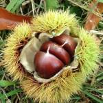 Design2Scan3D and Dungeness Chestnuts celebrate the owners first Chestnut Roast on Nov. 1. Submitted photo