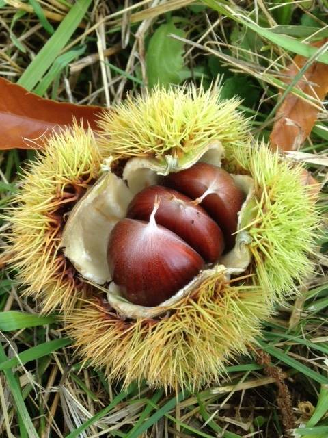 Design2Scan3D and Dungeness Chestnuts celebrate the owners first Chestnut Roast on Nov. 1. Submitted photo