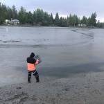 Sean McDonald with Washington Sea Grant sets a trap in California Creek in Blaine as part of ongoing assessment efforts looking for European green crab. Recently, green crab were found in high capture rates in the area resulting in intense trapping efforts to see how intense the totals were in the area. Photo by Emily Grason