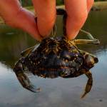From April-October, Makah Tribal staff caught more than 21 times the amount of European green crab in Neah Bay than the Washington National Wildlife Refuge in Dungeness. Both groups of resource managers look to trap again next season as they look to limit and potentially eradicate the invasive species. Photo by Adrianne Akmajian