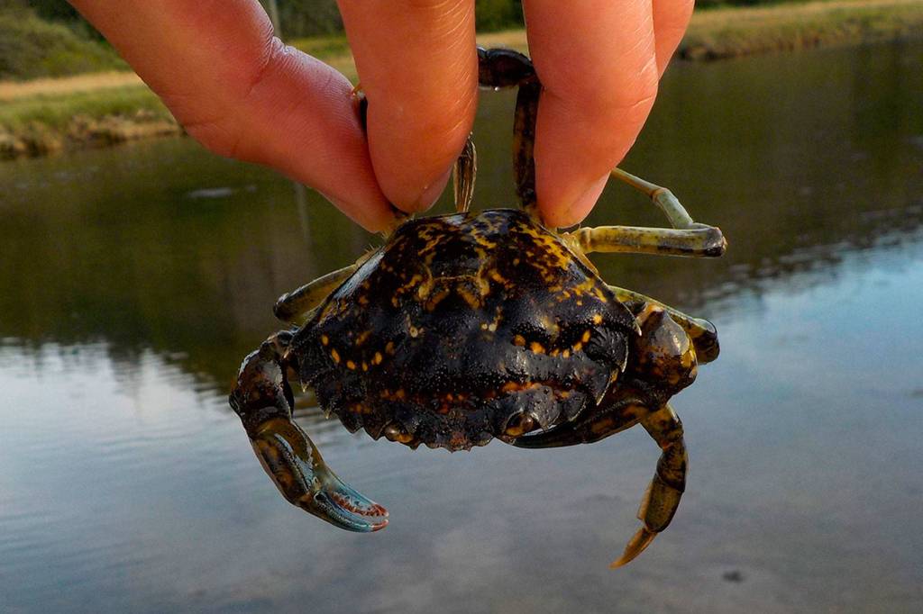 From April-October, Makah Tribal staff caught more than 21 times the amount of European green crab in Neah Bay than the Washington National Wildlife Refuge in Dungeness. Both groups of resource managers look to trap again next season as they look to limit and potentially eradicate the invasive species. Photo by Adrianne Akmajian