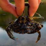 European green crab totals climb in Neah Bay, decline in Dungeness