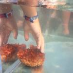 Hands-on seashore learning at the library