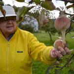 Sequims Leilani Kingsbury holds one of her covered apples that she placed a nylon over to prevent bugs. Over the years, she learned to dehydrate fruit, press apples into cider, can fruit and more with her husband Alan. Theyll share some of their crop at the Fall Fruit Show on Nov. 2. Sequim Gazette photo by Matthew Nash