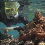 ‘Soul of an Octopus’ author Montgomery to visit Sequim, Port Angeles libraries