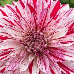 Learn to prep, winterize dahlias at ‘Work to Learn’ party