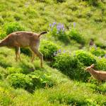 Sequim Library to host Junior Science Explorers experience