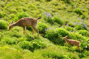 Sequim Library to host Junior Science Explorers experience