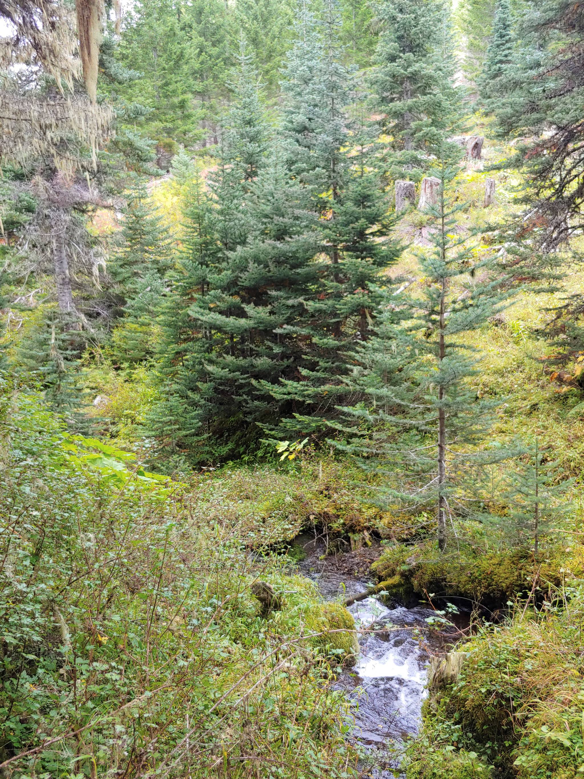 A view of Silver Creek from the Silver Lake Way Trail in September. A consolidation of parking at the Tubal Cain Trailhead will add to non-motorized travel time to Silver Lakes way trail in 2020 after a new plan goes in place to decommission and/or close some roads to vehicles. Photo by Michael J. Foster/Olympic Peninsula News Group