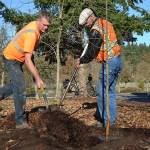 City digs its November Arbor Day