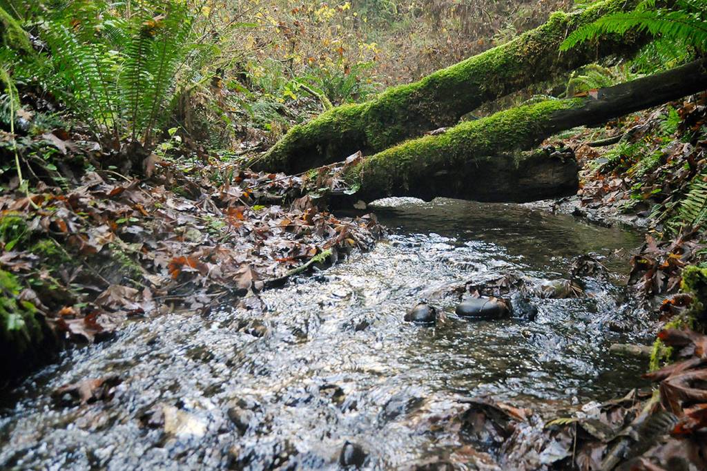 Blyn creek, mountains may get ‘Misty’ moniker