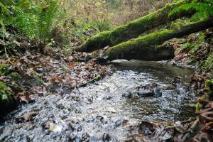 Blyn creek, mountains may get ‘Misty’ moniker