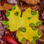 The 2020 Journal of Seasons calendar, whose cover shot is shown here, is the 30th and final edition. Photo by Keith Lazelle