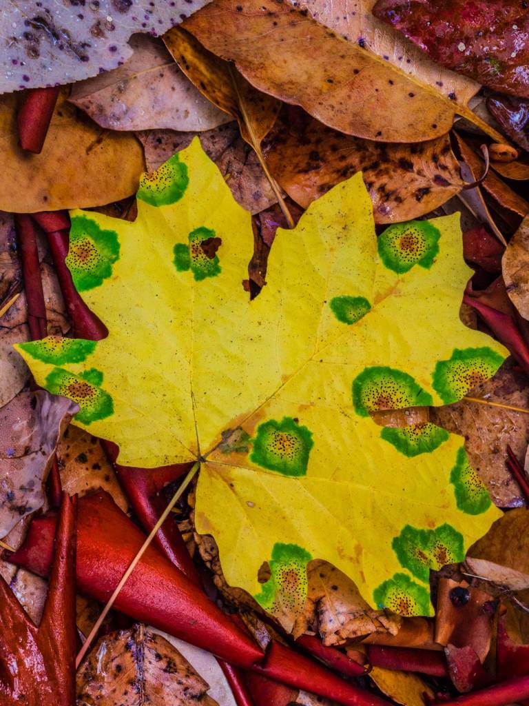 The 2020 Journal of Seasons calendar, whose cover shot is shown here, is the 30th and final edition. Photo by Keith Lazelle