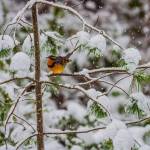 A varied thrush graces December in the 2020 Journal of Seasons calendar. Photo by Keith Lazelle