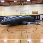 Ins and outs of whales                                Above: Big Mama, an inflatable humpback whale, gets a visit from Sequim elementary school students in December. Right: Greywolf Elementary School students get a unique lesson … inside an inflatable humpback whale. Photo by Teresa Iversen