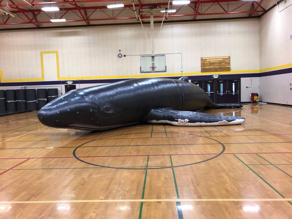 Ins and outs of whales                                Above: Big Mama, an inflatable humpback whale, gets a visit from Sequim elementary school students in December. Right: Greywolf Elementary School students get a unique lesson … inside an inflatable humpback whale. Photo by Teresa Iversen
