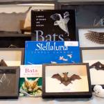 Western Wildlife Outreach helps youths explore the world of bats at the next Second Saturday Science vent at the Sequim Library, set for Jan. 11. Photo courtesy of North Olympic Library System