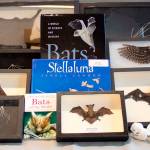 Second Saturday Science spotlight falls on bats