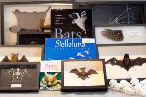 Second Saturday Science spotlight falls on bats