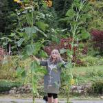 Margaret Peggy Baker shows off sunflower cultivar grown in a Sequim-area organic garden. These, Norm Baker says, were supposed to be 5 feet tall but have exceeded expectations using biochar. Photo courtesy of Norm Baker