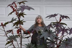 Sequim Organic Gardners look to cultivate group growth, leaders