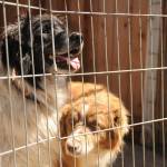 Two of 29 dogs rescued from an Agnew residence explore their new surroundings at Welfare for Animals Guilds Half Way Home Ranch off Old Olympic Highway in May. Sequim Gazette file photo by Michael Dashiell